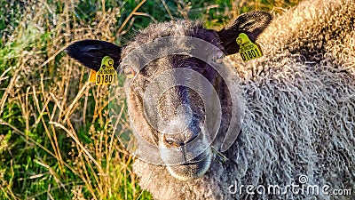 One brown sheep with much wool on pasture and stare at camera. Warm sunny day, fresh green and long dried light yellow grass at Stock Photo