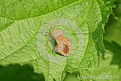 One brown stinky beetle sits on a green leaf Stock Photo