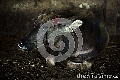 One buffalo sat on the ground in the slaughterhouse. One was crying, with a startled and terrified gesture. Poor eyes Stock Photo