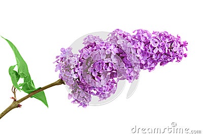 One bunch of purple lilacs on a white background with leaves Stock Photo