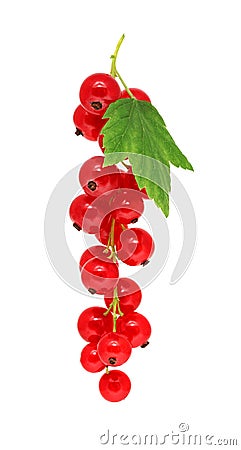 One bunch of ripe redcurrant with green leaf (isolated) Stock Photo