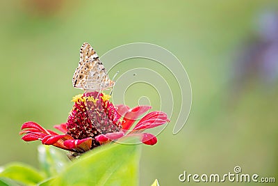One butterfly on flowers Stock Photo