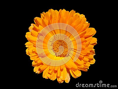 One calendula orange flower isolated on black Stock Photo