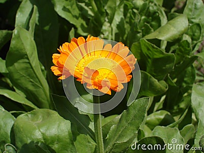 One calendula orange flower on a sunny day Stock Photo