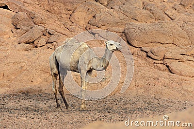 One camel in a desert in Egypt Stock Photo