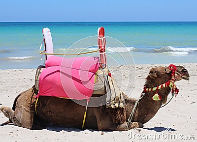 One camel lies by the sea. Camel on the tourist coast Stock Photo