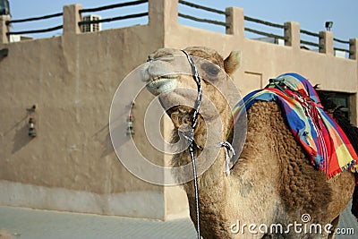 One camel in a museum of Shindagha area, Dubai, UAE Editorial Stock Photo