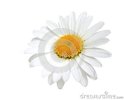 One camomile Stock Photo