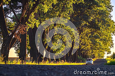 One car drives along an asphalt road along large trees at sunset. Early autumn. Travel concept Stock Photo