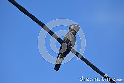 One Carnaby`s black cockatoo sitting on a electric wire Stock Photo