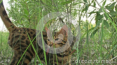 One cat bengal walks on the green grass. Bengal kitty learns to walk along the forest. Asian leopard cat tries to hide Stock Photo