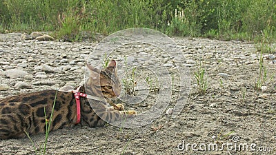 One cat bengal walks on the green grass. Bengal kitty learns to walk along the forest. Asian leopard cat tries to hide Stock Photo