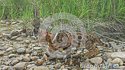 One cat bengal walks on the green grass. Bengal kitty learns to walk along the forest. Asian leopard cat tries to hide Stock Photo