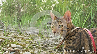 One cat bengal walks on the green grass. Bengal kitty learns to walk along the forest. Asian leopard cat tries to hide Stock Photo