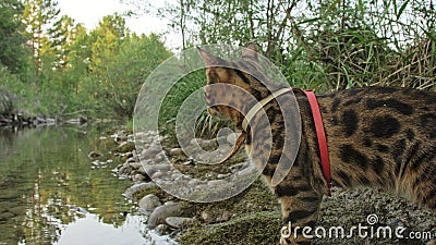 One cat bengal walks on the green grass. Bengal kitty learns to walk along the forest. Asian leopard cat tries to hide Stock Photo