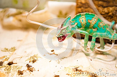 One Chameleon on the hunt Stock Photo