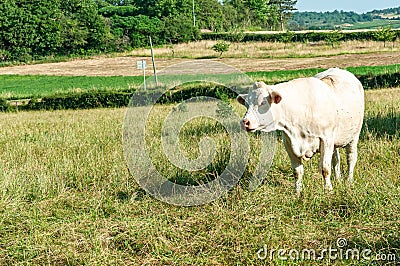 One Charolais cow standing in a french hay field, late afternoon Stock Photo