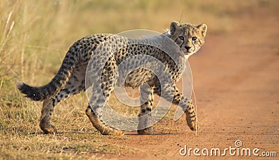 One Cheetah cub playing early morning in a road Stock Photo