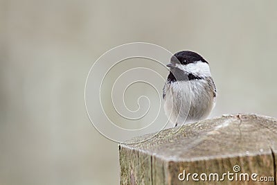 Chickadee perched on a wooden post. Stock Photo