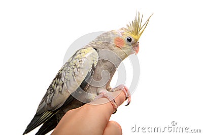 One cockatiel parakeet baby Stock Photo