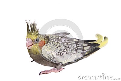 One cockatiel parakeet baby Stock Photo