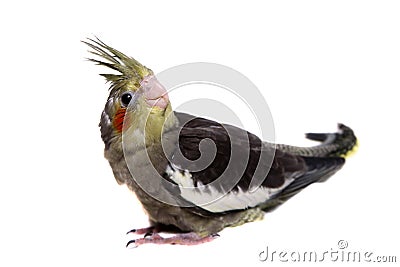 One cockatiel parakeet baby Stock Photo