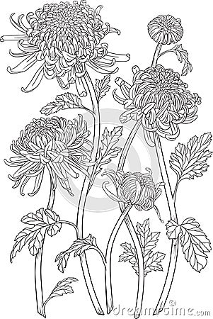 One color chrysanthemum flowers Vector Illustration