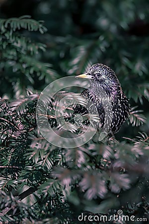 Common starling european starlingSturnus vulgaris perching on trees in Lausanne, Switzerland. Stock Photo