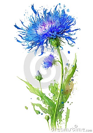 One cornflower over watercolor splash isolated on white background. Generative AI watercolor illustration Cartoon Illustration