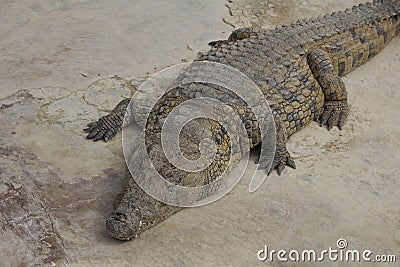 One crocodile basks in the sun. Crocodile farm Stock Photo