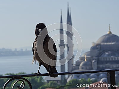 Crow in Istanbul Stock Photo