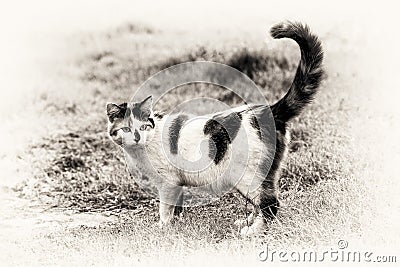 One cute cat standing on grass with its raised tail Stock Photo