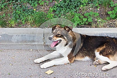 One cute stray russian dog on road begs for cookie Stock Photo