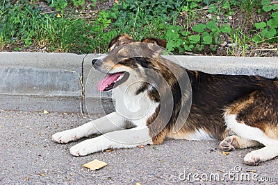 One cute stray russian dog on road begs for cookie Stock Photo