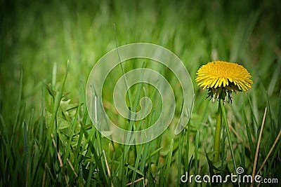 One dandelion in green patch of grass Stock Photo