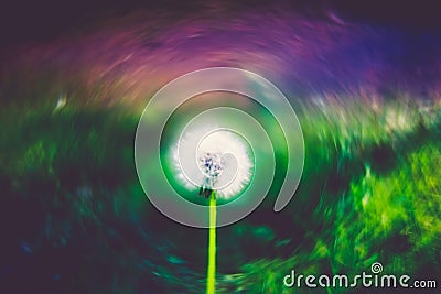 One dandelion Stock Photo