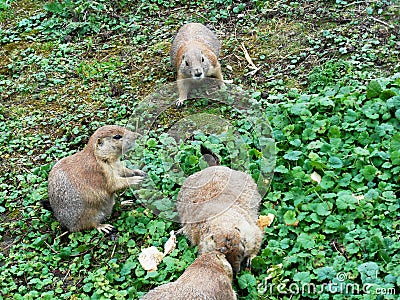 One dangerous gang of Arctic ground squirrels Stock Photo