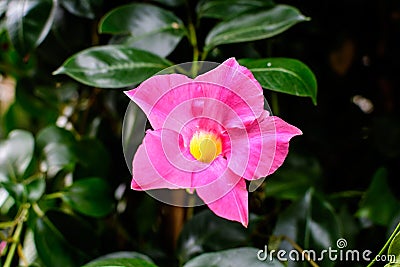 One delicate vivid prink flowers of Mandevilla plant, commonly known as rocktrumpet, in a pot in direct sun light in a sunny Stock Photo