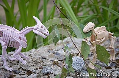 one dinosaur eats another, toy skeletons of dinosaurs in nature Stock Photo