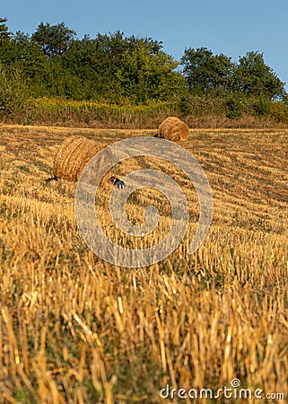 One dog in agricultural field wanders among straw bales in golden sunlight during autumn evening Stock Photo