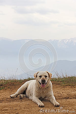 One dog in the background of the mountains Stock Photo