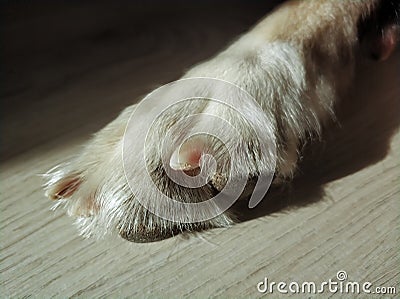 One dog's paw in sunlight. Paw of adult mongrel dog. Stock Photo