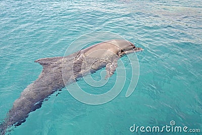 One dolphin dancing under the water in Red Sea, sunny day with playful animals, Conservation and protection of animals in Dolphin. Stock Photo