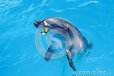 One dolphin in the pool playing with ring Stock Photo