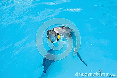 One dolphin in the pool playing with ring Stock Photo