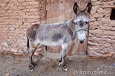 One donkey stands near the door of a clay building. Stock Photo