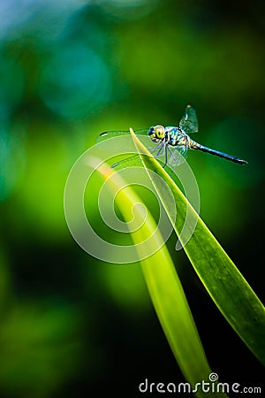 Dragonfly grasshopper leaves with green background blurred Stock Photo