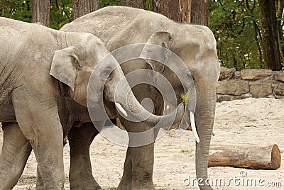 One elephant feeding the other Stock Photo