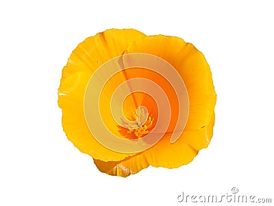 One eschscholzia California poppy orange flower Stock Photo