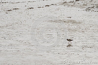 Eurasian curlew in coastal lowlands in Essex, UK. Stock Photo